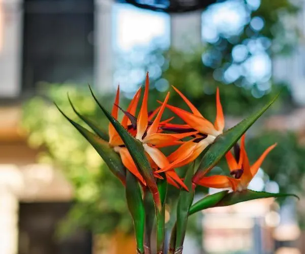 Capital Luxury Апарт-отель Нафплион